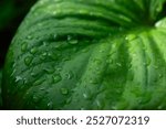 Dew on green leaf. Water drops on green leaf abstract background. Close-up of leaves with dew drops.