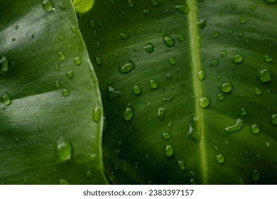 Dew on green leaf. Water drops on green leaf abstract background. Close-up of leaves with dew drops.