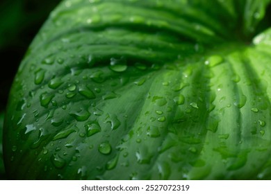 Dew on green leaf. Water drops on green leaf abstract background. Close-up of leaves with dew drops. - Powered by Shutterstock