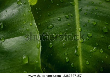 Dew on green leaf. Water drops on green leaf abstract background. Close-up of leaves with dew drops.
