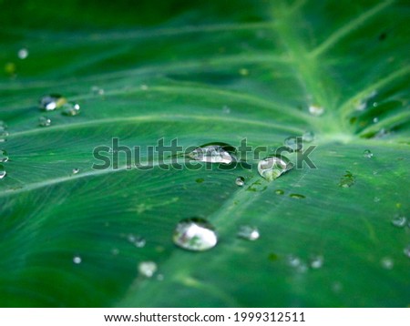 Similar – green grün Blatt Pflanze