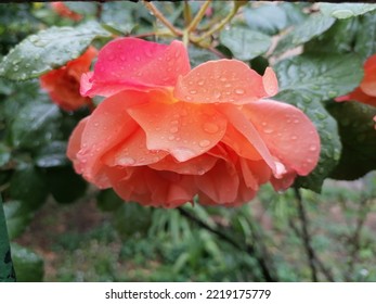 Dew On A Large Rose Bud