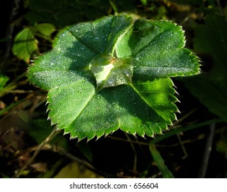 Dew on leaf at daybreak.