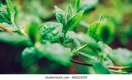 Dew on a leaf in spring after rain. Drops of dew on a fresh green leaves. Fresh green leaf branch with water drops closeup. Nature Background.