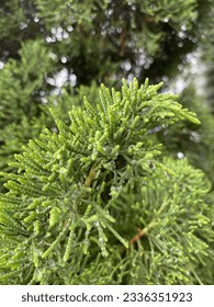 The dew on pine tree after rain