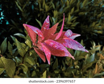 the dew on red shoot leaves of the plant of pucuk merah or Syzygium paniculatum with green leaves garden background and sepia filter