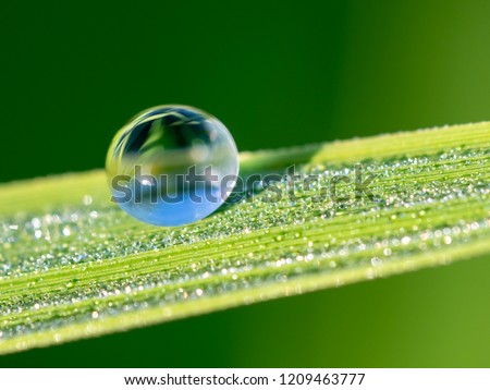 Dew on rice leaf