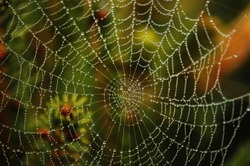 Dauw Op Een Spinnenweb