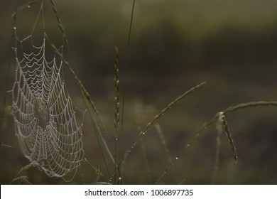 dew on a spider web