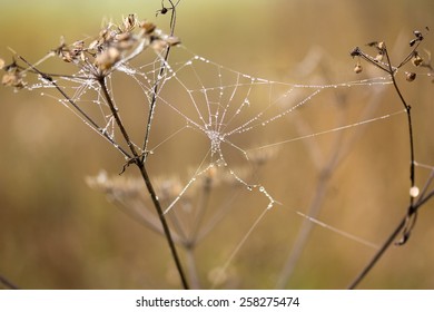 Dew on spider web