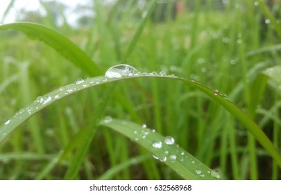 Dew on top grass