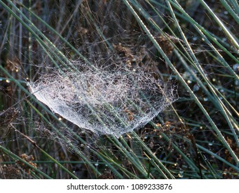 dew on web