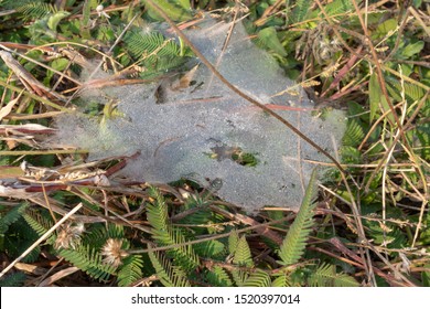 Dew on the web, thatch in the field