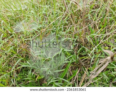 Dew on Webs of the Grass Spider.