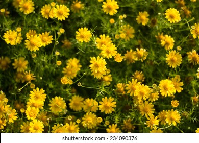 Dew on yellow daisy field under the morning sunlight.