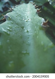 Dew Point On Dragon Fruit Stem