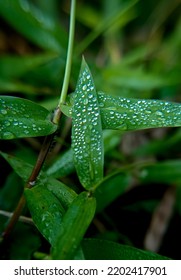 The Dew Point On The Fresh Grass