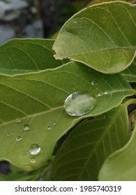 Dew Point On Green Leaf