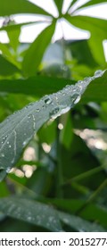 Dew Point On Green Leaf