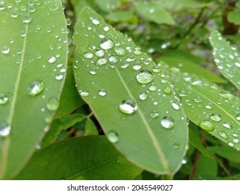 Dew Point On Green Leaves