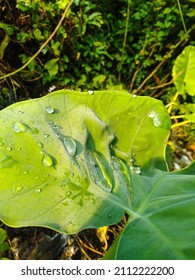 Dew Point On Green Plants