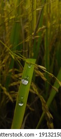 Dew Point On A Rice Leaf