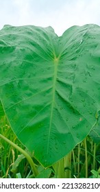 Dew Point On Taro Leaves