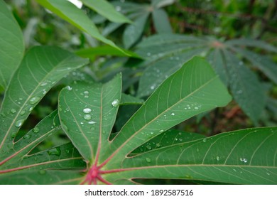 Dew Point On Top Of Cassava Leaves