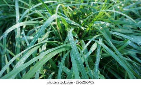 Dew, Tall Long Grass, Texture