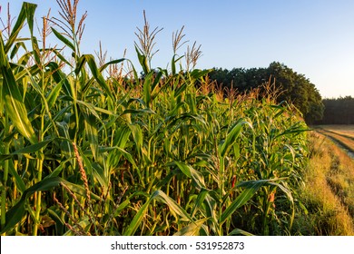 Dew Wetted Corn Crops In The Morning Sunlight