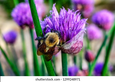 Dew-covered Sleeping American Bumble Bee