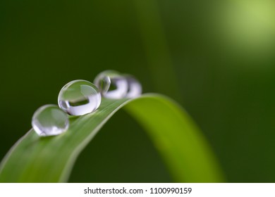 Dewdrop On Grass In Nature.