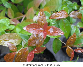 Dewdrops dotting the bright green and red leaves