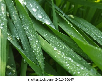 Dewdrops. morning Dewdrops in a long green leaf. water drops on the green grass. Nature Concept. Closeup of Green Leaf with many Droplet. Freshness by Water Drops. Fresh green grass with dew drops.