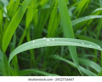 Dewdrops. morning Dewdrops in a long green leaf. water drops on the green grass. Nature Concept. Closeup of Green Leaf with many Droplet. Freshness by Water Drops. Fresh green grass with dew drops.