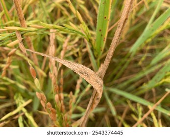 Dewdrops. morning Dewdrops in a long green leaf. water drops on the green grass. Nature Concept. Closeup of Green Leaf with many Droplet. Freshness by Water Drops. Fresh green grass with dew drops. - Powered by Shutterstock