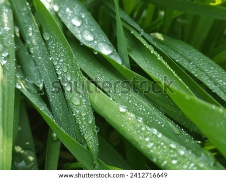 Dewdrops. morning Dewdrops in a long green leaf. water drops on the green grass. Nature Concept. Closeup of Green Leaf with many Droplet. Freshness by Water Drops. Fresh green grass with dew drops. 商業照片 © 
