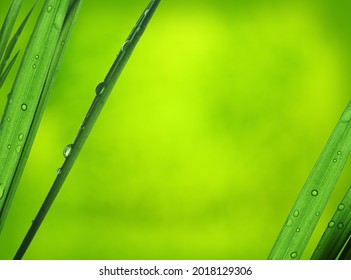 Dewdrops On Blades Of Exotic Indoor Bamboo Palm Plants Leaf. The Bamboo Palm (Chamaedorea Seifrizii)