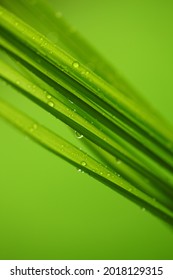 Dewdrops On Blades Of Exotic Indoor Bamboo Palm Plants Leaf. The Bamboo Palm (Chamaedorea Seifrizii)