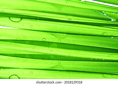 Dewdrops On Blades Of Exotic Indoor Bamboo Palm Plants Leaf. The Bamboo Palm (Chamaedorea Seifrizii)