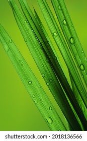 Dewdrops On Blades Of Exotic Indoor Bamboo Palm Plants Leaf. The Bamboo Palm (Chamaedorea Seifrizii)