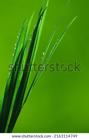 Dewdrops on blades of exotic indoor bamboo palm plants leaf isolated on white. The Bamboo Palm (Chamaedorea seifrizii) goes by many other common names such as Bamboo Palm, Reed Palm, Clustered Parlor