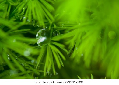 dewdrops on grass in Helmstadt in Baden in Germany