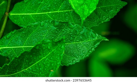 "Dewdrops on morning leaves, a stunning macro close-up capturing nature's delicate elegance." - Powered by Shutterstock