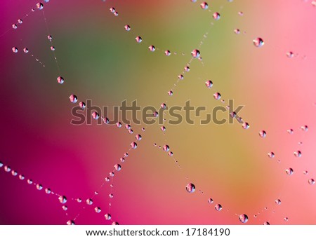 Dewdrops on spider web with colorful background