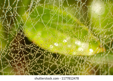 Dewdrops on a spiders web