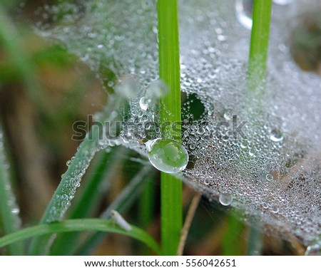 Similar – Foto Bild Erste Hoffnung Gras Halm