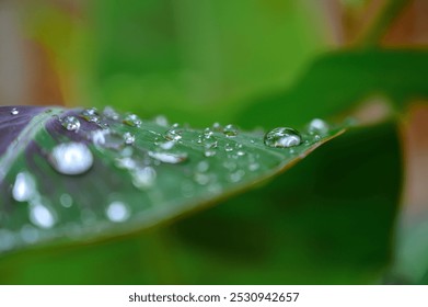 Dewdrops or Raindrops, close up shot, background image - Powered by Shutterstock