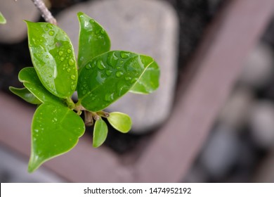 Dews & drops on green leaf of bonsai plant