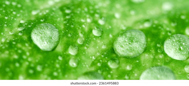 Dewy Aloe Vera close up background. Macro shot water drops on aloe vera leaf. - Powered by Shutterstock